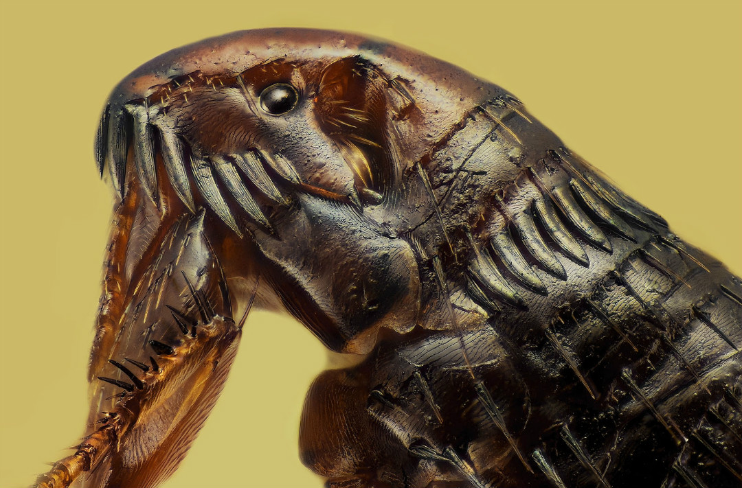 一只放大20倍的跳蚤.摄影师:luciano andres richino(阿根廷)